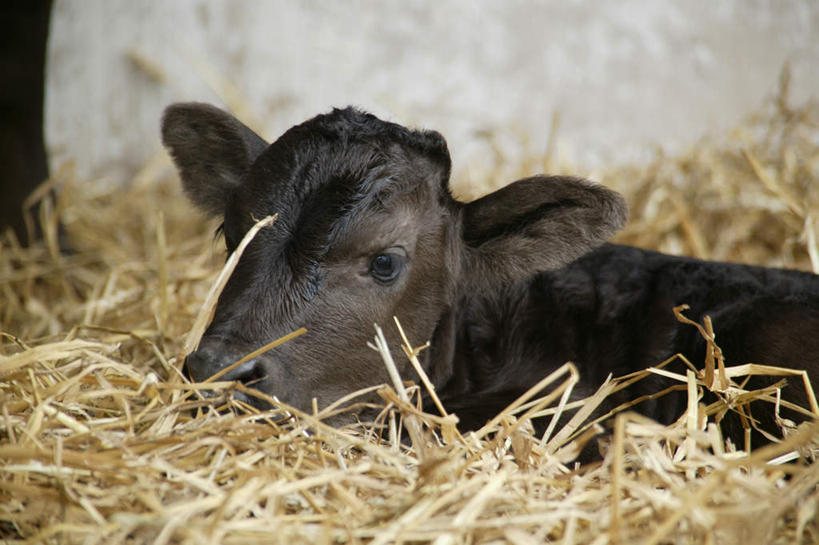 无人,农场,躺,横图,室内,白天,正面,畜牧业,牧场,牛,墙,干草,注视,墙壁,墙面,一只,动物,观察,看,家畜,牲畜,幼崽,观看,察看,关注,畜牧,牧业,卧着,躺着,卧,半身,彩图