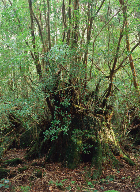 无人,竖图,室外,白天,正面,旅游,度假,美景,森林,树林,植物,鹿儿岛,日本,亚洲,景观,雪松,苔藓,娱乐,树,树木,绿色,自然,享受,休闲,景色,放松,生长,成长,自然风光,东亚,日本国,九州本岛,九州,九州岛,九州地方,鹿儿岛县,屋久岛,彩图