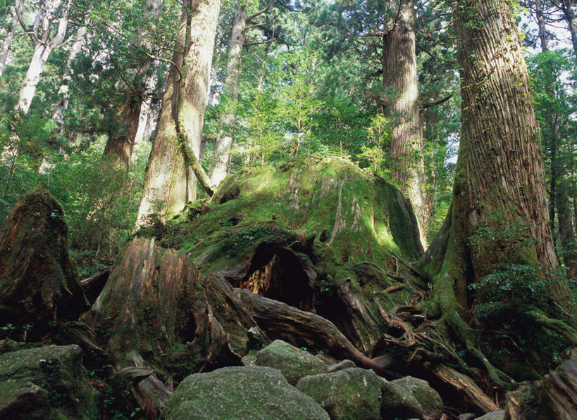 无人,横图,室外,白天,仰视,旅游,度假,美景,森林,树林,植物,鹿儿岛,日本,亚洲,景观,雪松,苔藓,娱乐,树,树木,绿色,自然,享受,休闲,景色,放松,生长,成长,自然风光,东亚,日本国,九州本岛,九州,九州岛,九州地方,鹿儿岛县,屋久岛,彩图,低角度拍摄