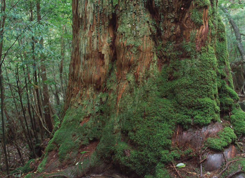 无人,横图,室外,白天,正面,旅游,度假,美景,森林,树林,植物,鹿儿岛,日本,亚洲,景观,雪松,苔藓,娱乐,树,树木,绿色,自然,享受,休闲,景色,放松,生长,成长,自然风光,东亚,日本国,九州本岛,九州,九州岛,九州地方,鹿儿岛县,屋久岛,彩图