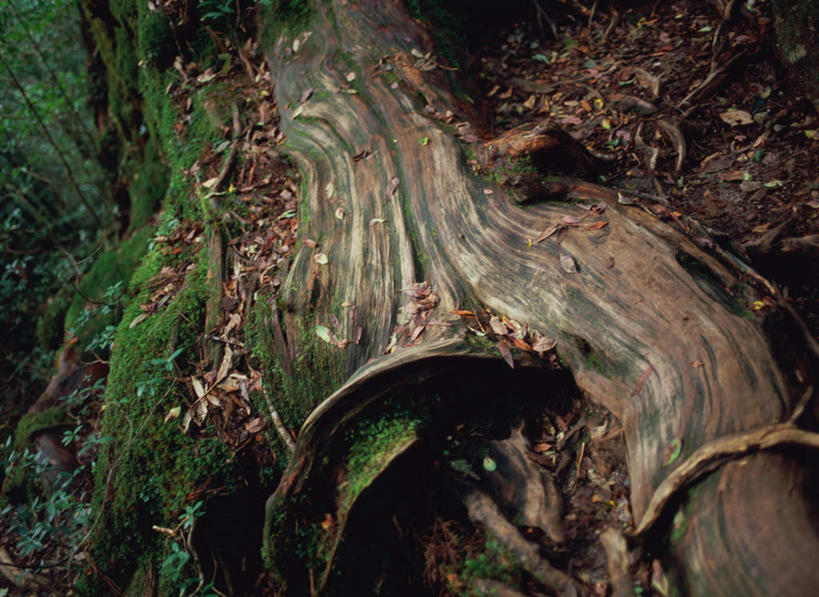 无人,横图,室外,白天,仰视,旅游,度假,美景,森林,树林,植物,鹿儿岛,日本,亚洲,景观,雪松,苔藓,娱乐,树,树木,绿色,自然,享受,休闲,景色,放松,生长,成长,自然风光,东亚,日本国,九州本岛,九州,九州岛,九州地方,鹿儿岛县,屋久岛,彩图,低角度拍摄