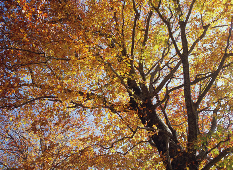 无人,横图,室外,白天,仰视,旅游,度假,美景,秋季,植物,日本,亚洲,景观,娱乐,树,树木,绿色,自然,享受,休闲,景色,放松,生长,成长,自然风光,东亚,本州,本州岛,日本国,青森,青森县,东北地方,白神山地,秋,秋天,彩图,低角度拍摄
