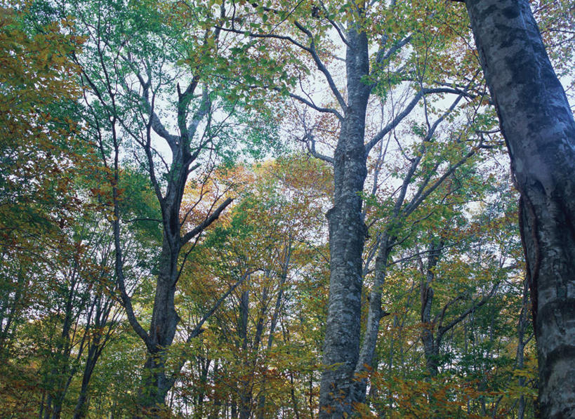 无人,横图,室外,白天,仰视,旅游,度假,美景,森林,树林,植物,日本,亚洲,景观,娱乐,树,树木,绿色,自然,享受,休闲,景色,放松,生长,成长,自然风光,东亚,本州,本州岛,日本国,青森,青森县,东北地方,白神山地,彩图,低角度拍摄