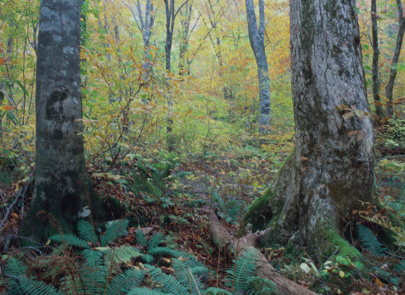 无人,横图,室外,白天,正面,旅游,度假,美景,森林,树林,植物,日本,亚洲,景观,苔藓,娱乐,树,树木,绿色,自然,享受,休闲,景色,放松,生长,成长,自然风光,东亚,本州,本州岛,日本国,青森,青森县,东北地方,白神山地,彩图