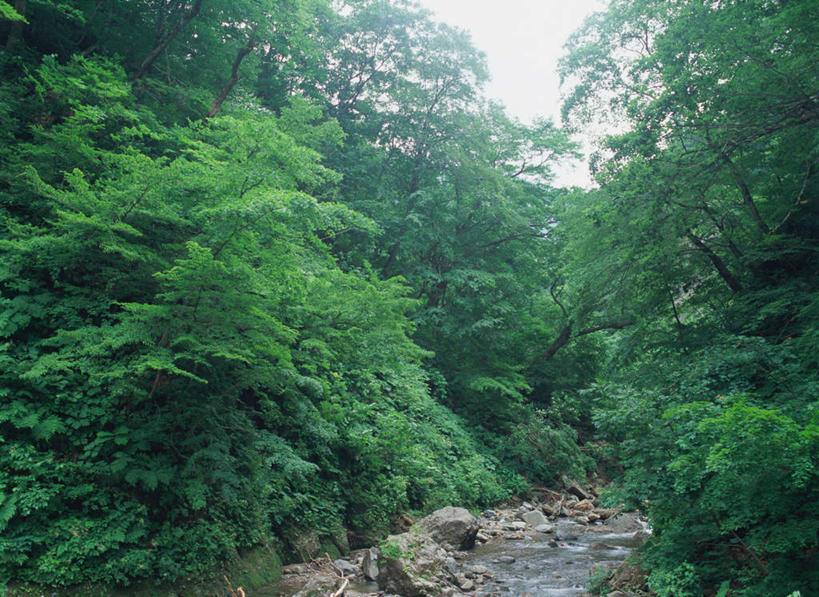 无人,横图,室外,白天,正面,旅游,度假,河流,美景,森林,树林,水,植物,日本,亚洲,河水,景观,水流,娱乐,树,树木,绿色,小溪,自然,溪水,享受,休闲,景色,放松,生长,成长,自然风光,东亚,本州,本州岛,日本国,青森,青森县,东北地方,白神山地,彩图