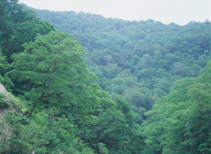 无人,横图,室外,白天,正面,旅游,度假,美景,森林,树林,植物,日本,亚洲,景观,云,云朵,云彩,娱乐,树,树木,绿色,白云,自然,享受,休闲,景色,放松,生长,成长,自然风光,东亚,本州,本州岛,日本国,青森,青森县,东北地方,白神山地,彩图