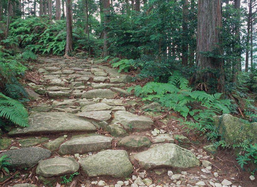 无人,横图,室外,白天,正面,旅游,度假,美景,森林,树林,植物,道路,路,日本,亚洲,景观,小路,交通,娱乐,树,树木,绿色,自然,享受,休闲,景色,放松,生长,成长,自然风光,东亚,本州,本州岛,日本国,近畿地方,近畿,和歌山,和歌山县,彩图