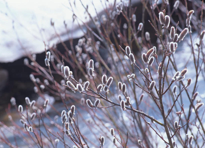 无人,横图,室外,白天,正面,旅游,度假,美景,植物,长野县,日本,亚洲,景观,娱乐,树,树木,树枝,绿色,自然,享受,休闲,景色,放松,生长,成长,自然风光,东亚,本州,本州岛,日本国,中部地方,长野,彩图