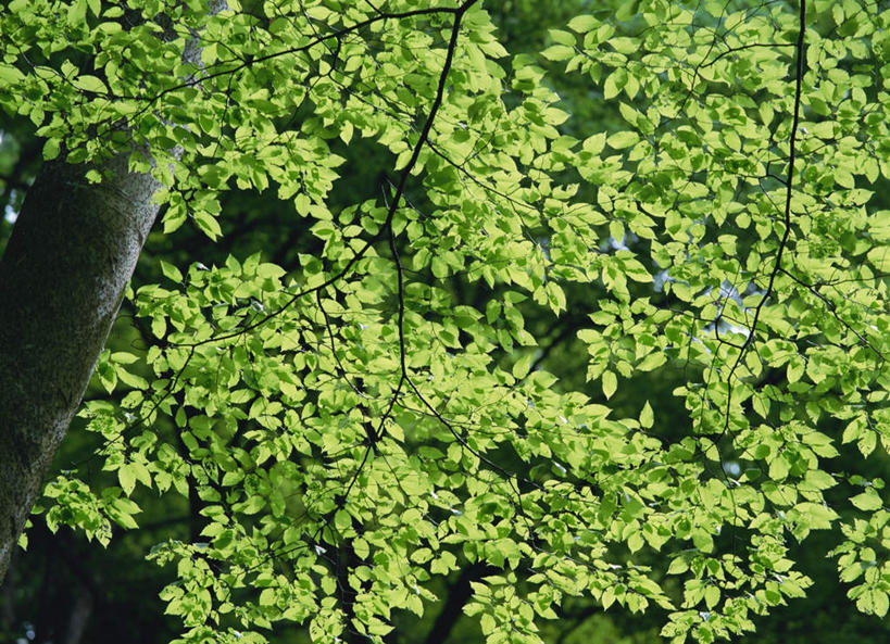 无人,横图,室外,白天,正面,植物,叶子,阴影,光线,影子,绿叶,树,树木,绿色,阳光,自然,嫩叶,生长,成长,山毛榉,麻栎金刚,山毛榉树,叶,叶片,彩图