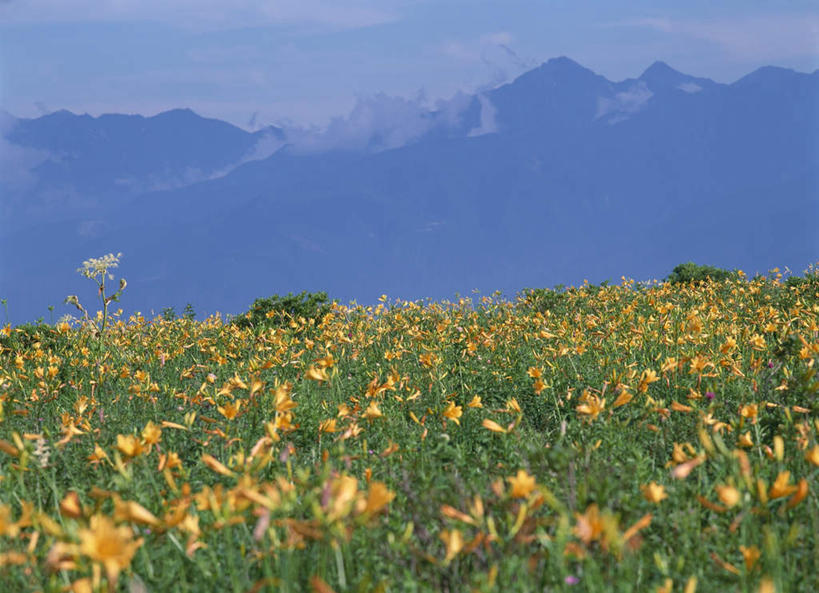 无人,横图,室外,白天,正面,旅游,度假,美景,山,山脉,长野县,日本,亚洲,盛开,景观,山峰,山峦,花蕾,娱乐,花,花瓣,花朵,鲜花,黄色,自然,群山,花苞,花蕊,享受,休闲,景色,放松,自然风光,东亚,本州,本州岛,日本国,中部地方,长野,彩图
