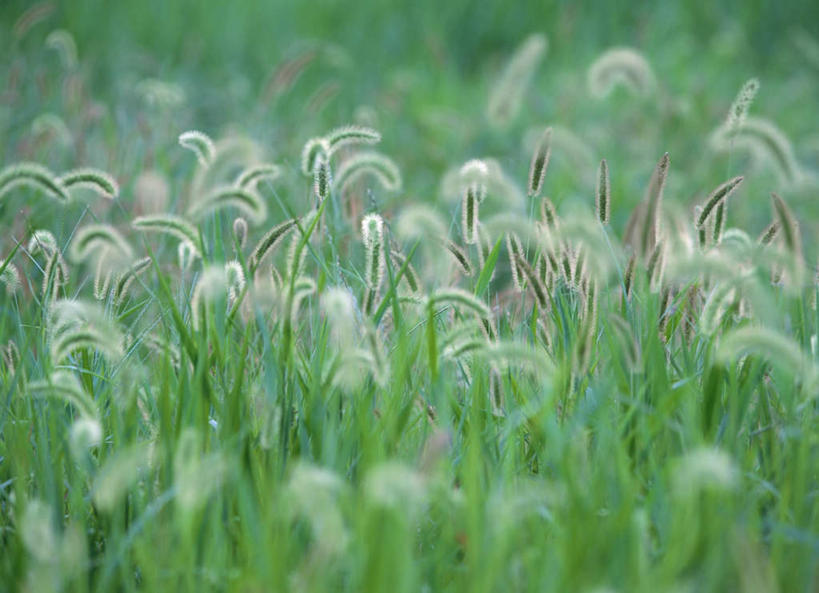 无人,横图,俯视,室外,白天,旅游,度假,草地,草坪,美景,植物,长野县,日本,亚洲,朦胧,模糊,景观,娱乐,草,绿色,自然,享受,休闲,狗尾草,景色,放松,自然风光,东亚,本州,本州岛,日本国,中部地方,长野,彩图,高角度拍摄