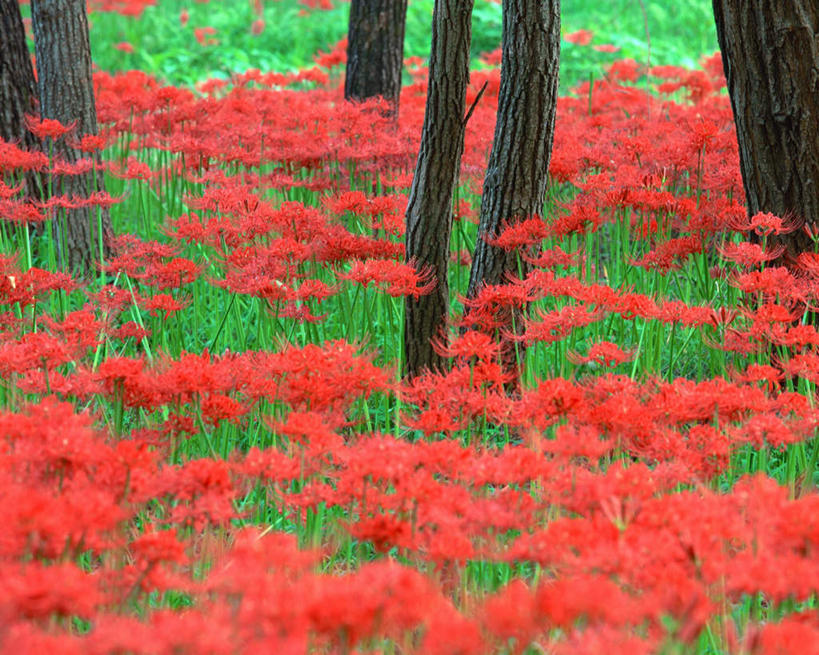 无人,横图,室外,白天,正面,旅游,度假,美景,植物,日本,亚洲,盛开,景观,朱顶红,花蕾,娱乐,花,花瓣,花朵,鲜花,树,树干,树木,红色,绿色,自然,花苞,花蕊,享受,休闲,景色,放松,生长,成长,百枝莲,柱顶红,朱顶兰,孤挺花,华胄兰,百子莲,对红,自然风光,东亚,本州,关东地方,本州岛,日本国,崎玉,崎玉县,彩图