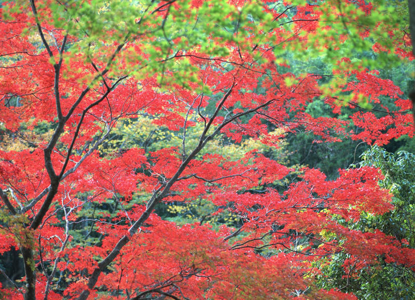 无人,横图,室外,白天,仰视,旅游,度假,美景,森林,树林,植物,日本,亚洲,朦胧,模糊,景观,娱乐,树,树木,红色,自然,享受,休闲,景色,放松,生长,成长,自然风光,东亚,本州,本州岛,日本国,东北地方,福岛,福岛县,彩图,低角度拍摄