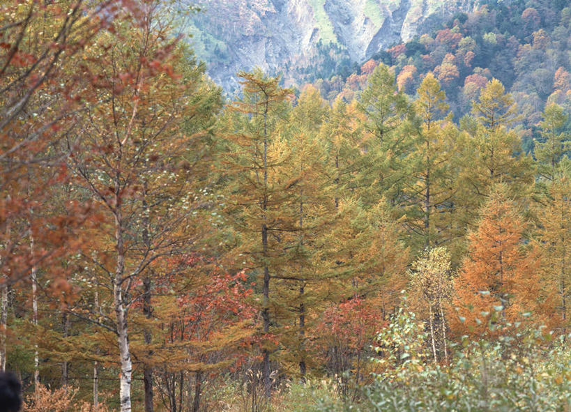 无人,横图,俯视,室外,白天,旅游,度假,美景,森林,树林,植物,长野县,日本,亚洲,景观,娱乐,树,树木,绿色,自然,享受,休闲,景色,放松,生长,成长,自然风光,东亚,本州,落叶松,本州岛,日本国,中部地方,长野,彩图,高角度拍摄