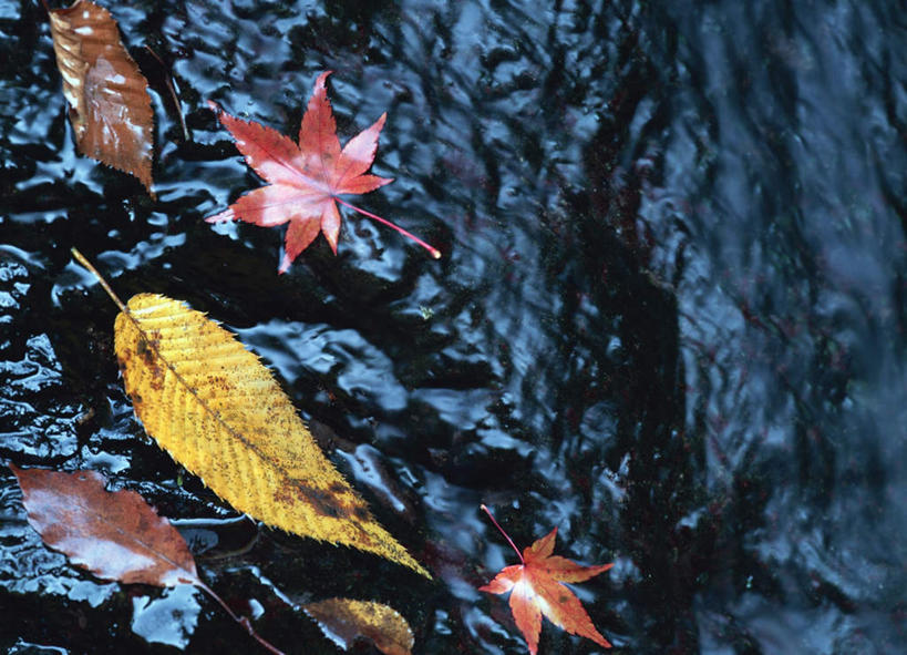 无人,横图,室外,白天,正面,旅游,度假,河流,美景,水,叶子,日本,亚洲,河水,景观,水流,枫叶,落叶,娱乐,自然,享受,休闲,景色,放松,自然风光,东亚,本州,本州岛,日本国,中部地方,山梨,山梨县,叶,叶片,彩图