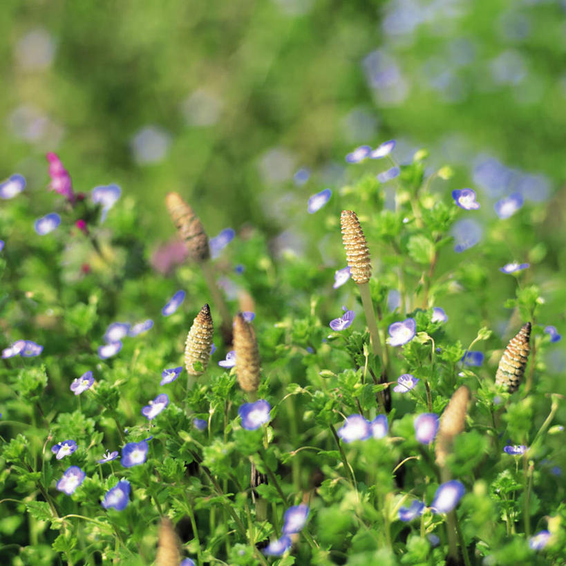 无人,方图,室外,特写,白天,正面,旅游,度假,美景,朦胧,模糊,盛开,景观,花蕾,娱乐,花,花瓣,花朵,鲜花,自然,花苞,花蕊,享受,休闲,景色,放松,马尾,自然风光,灯心草,彩图