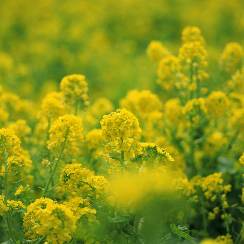 无人,方图,室外,特写,白天,正面,旅游,度假,美景,植物,朦胧,模糊,盛开,景观,草药,药草,花蕾,娱乐,中药,花,花瓣,花朵,鲜花,黄色,自然,花苞,花蕊,享受,休闲,景色,放松,自然风光,药材,中草药,中药材,本草,地菜,地米菜,护生草,假水菜,菱角菜,荠菜,彩图