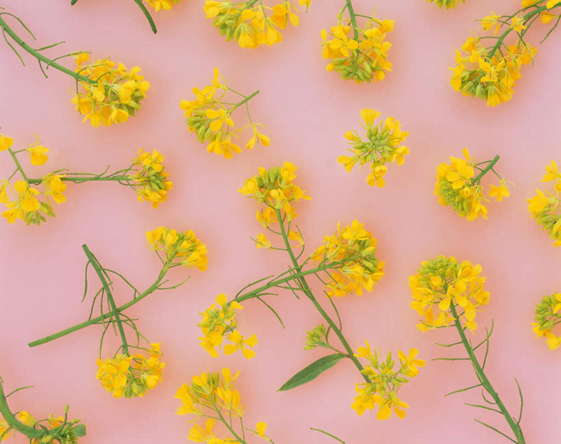 无人,横图,俯视,室内,特写,白天,许多,粉色背景,盛开,很多,花蕾,花,花瓣,花朵,鲜花,黄色,花苞,花蕊,油菜花,摄影,影棚,彩图,高角度拍摄,影棚拍摄,拍摄,芸苔,芸薹