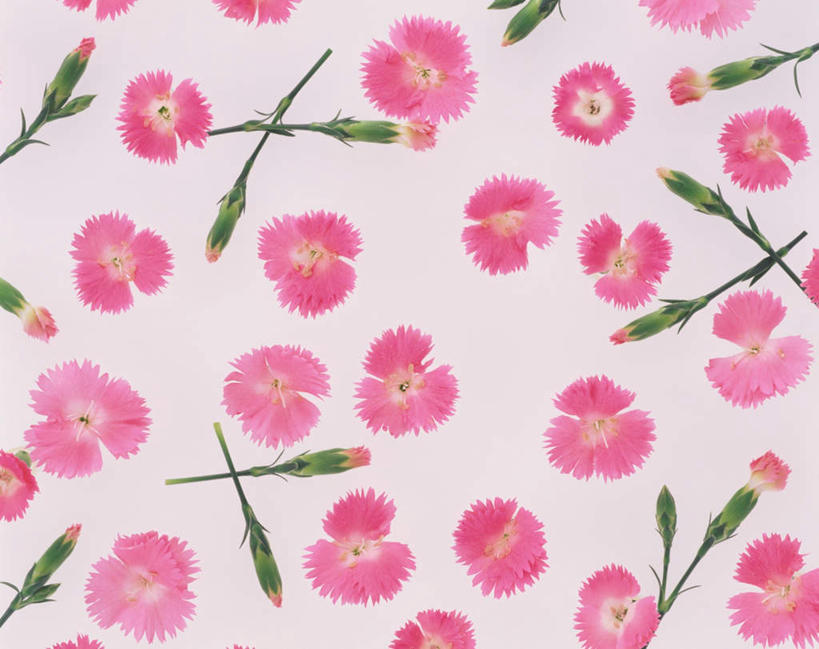 无人,横图,俯视,室内,特写,白天,白色背景,热情,康乃馨,许多,散落,盛开,祝福,花蕾,花,花瓣,花朵,鲜花,紫色,花苞,花蕊,母爱,清纯,摄影,影棚,亲情,思念,宽容,热恋,真挚,热心,麝香石竹,石竹,香石竹,彩图,高角度拍摄,影棚拍摄,拍摄,魅力