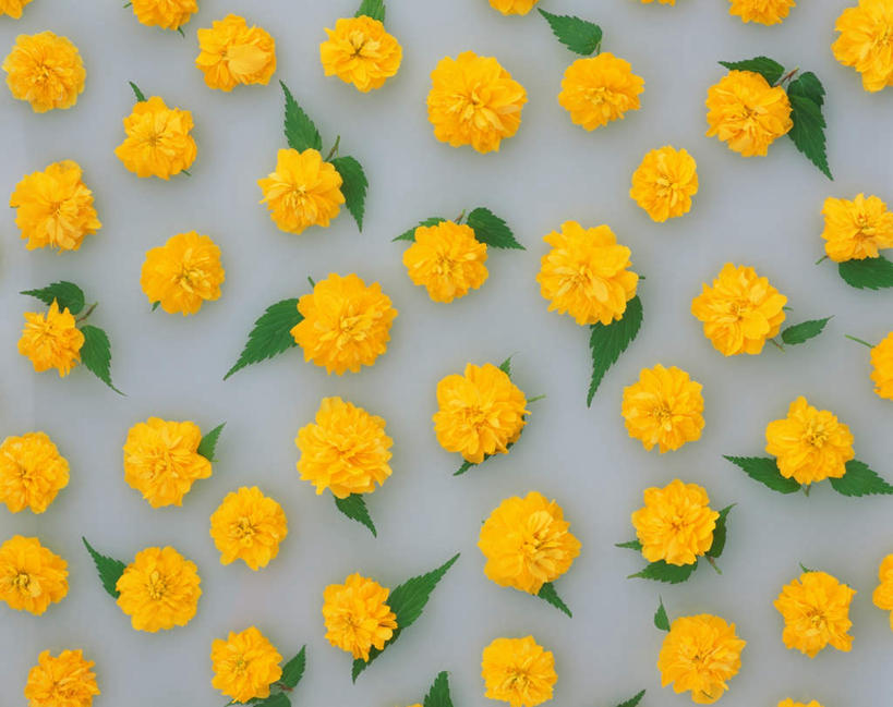 无人,横图,俯视,室内,特写,白天,白色背景,叶子,一排,许多,整齐,盛开,绿叶,万寿菊,花蕾,花,花瓣,花朵,鲜花,排列,花苞,花蕊,健康,嫩叶,菊花,摄影,影棚,队列,长寿,臭芙蓉,蜂窝菊,友情,叶,叶片,彩图,高角度拍摄,影棚拍摄,拍摄