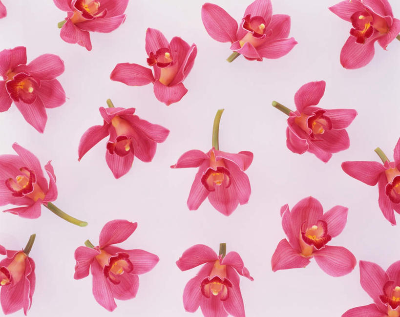 无人,横图,俯视,室内,特写,白天,白色背景,许多,盛开,花蕾,花,花瓣,花朵,鲜花,排列,粉色,花苞,花蕊,摄影,影棚,高雅,队列,淡泊,花中君子,大花蕙兰,西姆比兰,兰花,彩图,高角度拍摄,影棚拍摄,拍摄