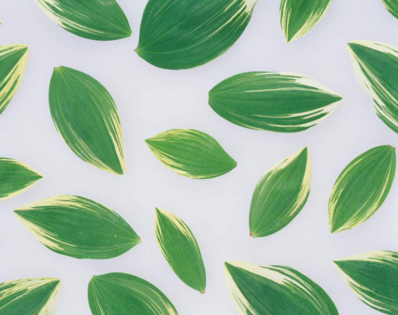 无人,横图,俯视,室内,特写,白天,白色背景,叶子,许多,散落,绿叶,嫩叶,摄影,影棚,叶,叶片,彩图,高角度拍摄,影棚拍摄,拍摄