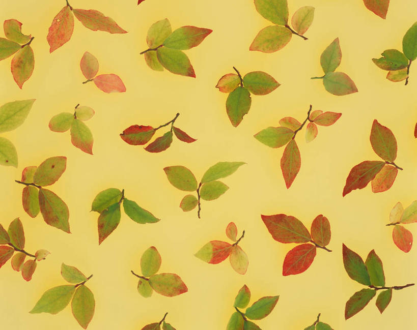 无人,横图,俯视,室内,特写,白天,叶子,许多,黄色背景,散落,绿叶,嫩叶,摄影,影棚,叶,叶片,彩图,高角度拍摄,影棚拍摄,拍摄