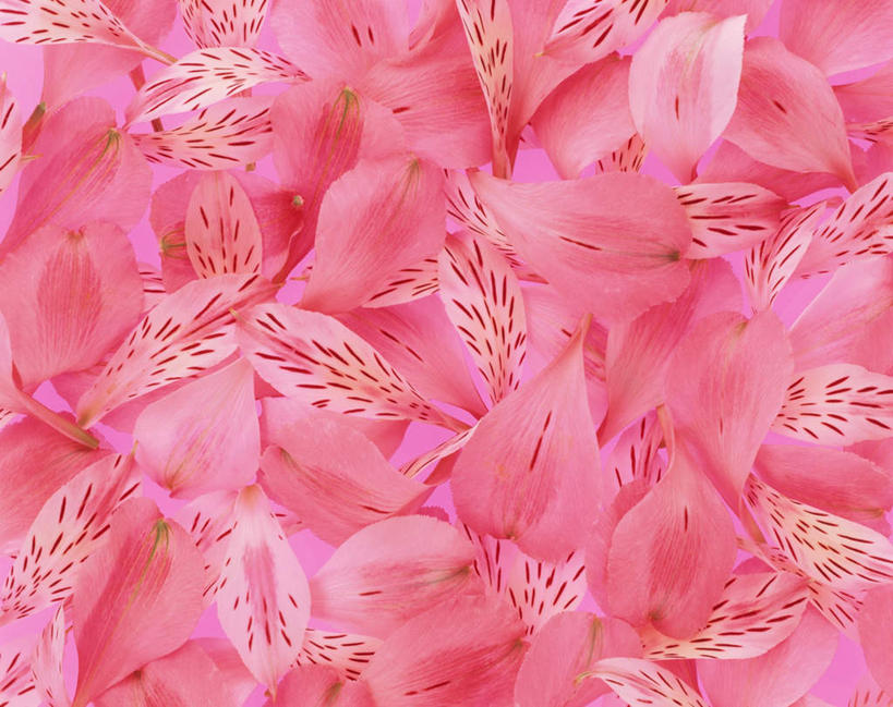 无人,横图,俯视,室内,特写,白天,六出花,一堆,许多,堆叠,堆积,黄色背景,盛开,花蕾,花,花瓣,花朵,鲜花,粉色,花苞,花蕊,摄影,影棚,堆,水仙百合,秘鲁百合,彩图,高角度拍摄,影棚拍摄,拍摄