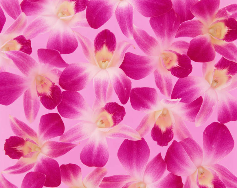 无人,横图,俯视,室内,特写,白天,许多,紫色背景,盛开,石斛,花蕾,花,花瓣,花朵,鲜花,红色,花苞,花蕊,摄影,影棚,石斛兰,金钗石斛,彩图,高角度拍摄,影棚拍摄,拍摄