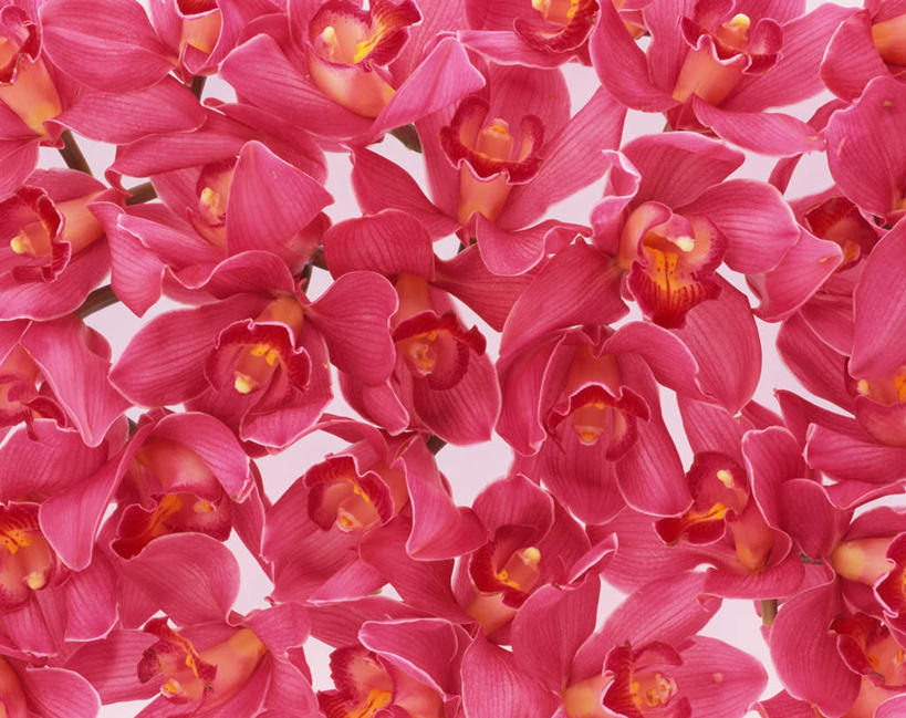 无人,横图,俯视,室内,特写,白天,白色背景,许多,盛开,花蕾,花,花瓣,花朵,鲜花,粉色,花苞,花蕊,摄影,影棚,高雅,淡泊,花中君子,大花蕙兰,西姆比兰,兰花,彩图,高角度拍摄,影棚拍摄,拍摄