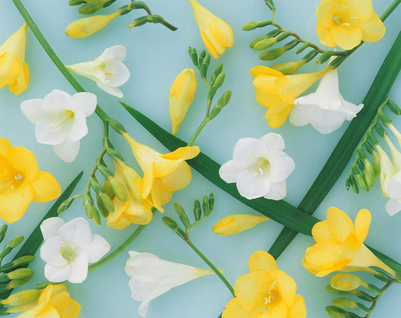 无人,横图,俯视,室内,特写,白天,叶子,许多,绿色背景,盛开,绿叶,香雪兰,小苍兰,花蕾,花,花瓣,花朵,鲜花,黄色,白色,花苞,花蕊,嫩叶,摄影,影棚,麦兰,小菖兰,洋晚香玉,叶,叶片,彩图,高角度拍摄,影棚拍摄,拍摄