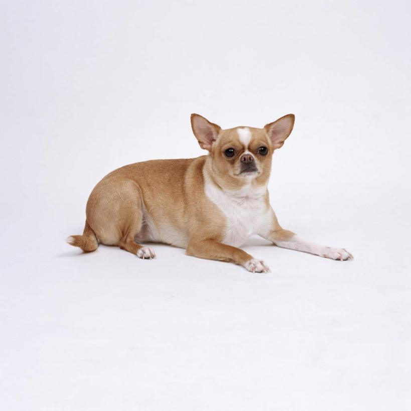 无人,方图,室内,特写,白天,白色背景,正面,宠物,狗,吉娃娃,注视,一只,动物,观察,看,趴着,可爱,摄影,影棚,观看,察看,关注,忠诚,芝娃娃,奇娃娃,吉娃娃犬,齐花花,犬,趴,彩图,全身,影棚拍摄,拍摄