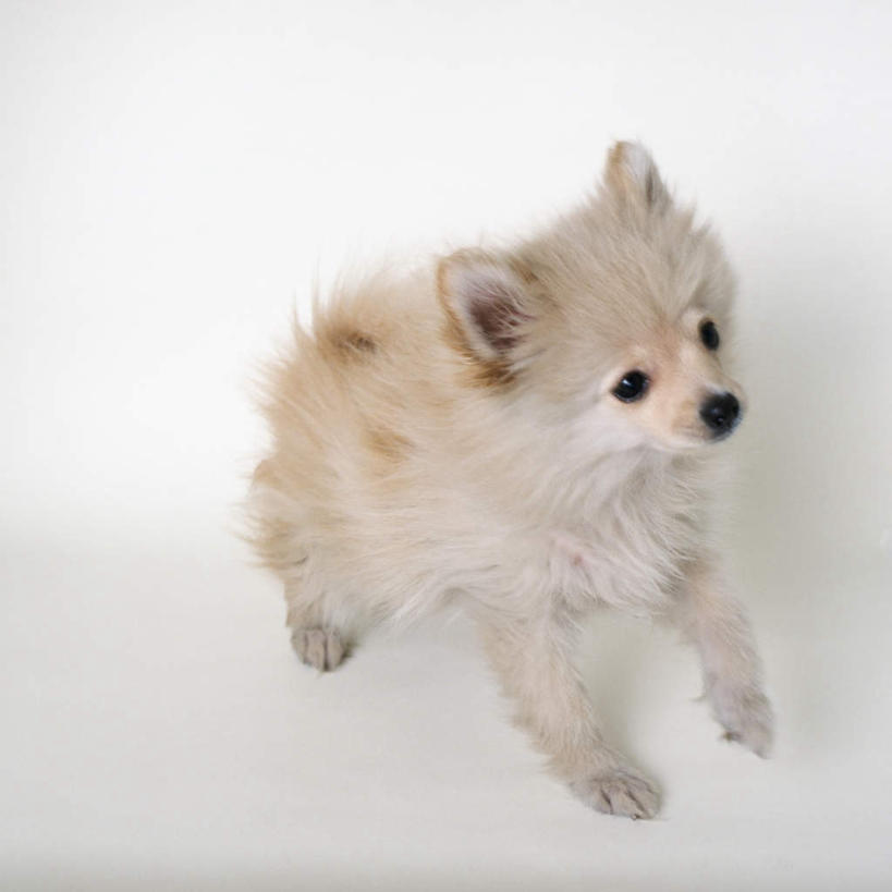 无人,坐,方图,俯视,室内,特写,白天,白色背景,宠物,狗,注视,博美犬,松鼠犬,一只,动物,观察,看,可爱,摄影,影棚,观看,察看,关注,忠诚,波美拉尼亚犬,博美狗,犬,抬头,仰头,坐着,彩图,高角度拍摄,全身,影棚拍摄,拍摄