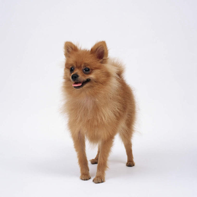 无人,站,方图,俯视,室内,特写,白天,白色背景,宠物,狗,注视,博美犬,松鼠犬,一只,动物,观察,看,站着,可爱,摄影,影棚,观看,察看,关注,忠诚,波美拉尼亚犬,博美狗,犬,站立,彩图,高角度拍摄,全身,影棚拍摄,拍摄