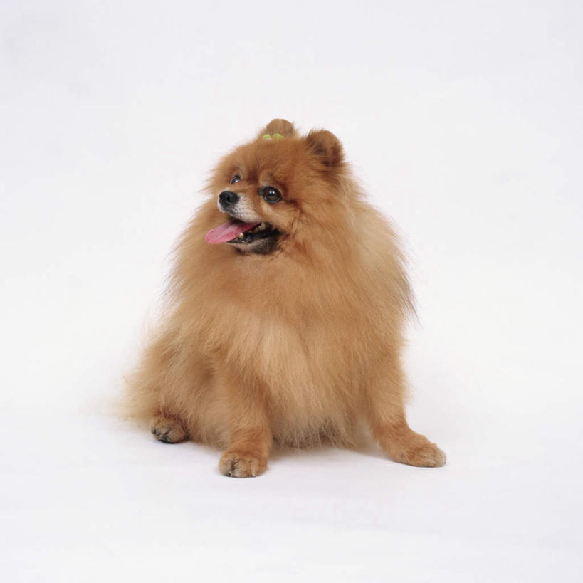 无人,方图,俯视,室内,特写,白天,白色背景,宠物,狗,注视,博美犬,松鼠犬,一只,动物,观察,看,趴着,张嘴,可爱,摄影,影棚,观看,察看,关注,张大嘴巴,忠诚,波美拉尼亚犬,博美狗,张开嘴,犬,趴,彩图,高角度拍摄,全身,影棚拍摄,拍摄