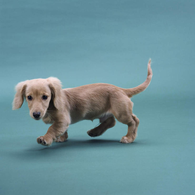 无人,走,方图,室内,特写,白天,侧面,宠物,狗,蓝色背景,腊肠犬,迷你腊肠犬,注视,腊肠狗,一只,动物,观察,看,可爱,摄影,影棚,观看,察看,关注,忠诚,迷你腊肠狗,犬,步行,散步,走路,彩图,全身,影棚拍摄,拍摄