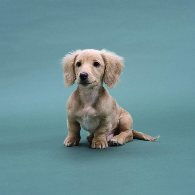 无人,坐,方图,室内,特写,白天,正面,宠物,狗,蓝色背景,腊肠犬,迷你腊肠犬,注视,腊肠狗,一只,动物,观察,看,可爱,摄影,影棚,观看,察看,关注,忠诚,迷你腊肠狗,犬,坐着,彩图,全身,影棚拍摄,拍摄