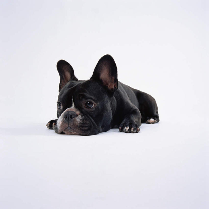 无人,方图,室内,特写,白天,白色背景,正面,宠物,狗,斗牛犬,注视,一只,动物,观察,看,趴着,可爱,摄影,影棚,观看,察看,关注,牛头犬,忠诚,英国斗牛犬,斗牛狗,老虎狗,英国老虎犬,犬,趴,彩图,全身,影棚拍摄,拍摄