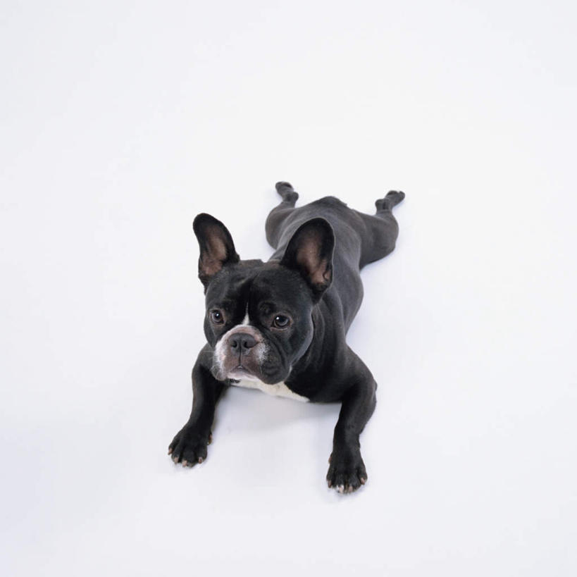 无人,方图,俯视,室内,特写,白天,白色背景,宠物,狗,斗牛犬,注视,一只,动物,观察,看,趴着,可爱,摄影,影棚,观看,察看,关注,牛头犬,忠诚,英国斗牛犬,斗牛狗,老虎狗,英国老虎犬,犬,趴,抬头,仰头,彩图,高角度拍摄,全身,影棚拍摄,拍摄