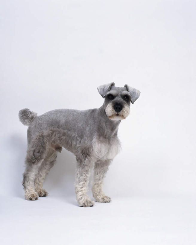 无人,站,竖图,室内,特写,白天,白色背景,侧面,宠物,狗,梗犬,雪纳瑞,注视,一只,动物,观察,看,站着,可爱,摄影,影棚,观看,察看,关注,雪纳瑞犬,忠诚,雪纳瑞狗,犬,站立,彩图,全身,影棚拍摄,拍摄