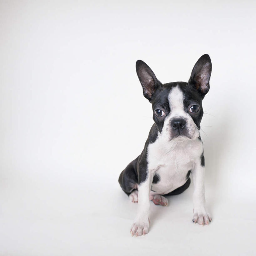 无人,坐,方图,室内,特写,白天,白色背景,正面,宠物,狗,梗犬,注视,波士顿犬,一只,动物,观察,看,可爱,摄影,影棚,观看,察看,关注,波士顿狗,忠诚,波士顿更,波士顿梗,波士顿梗犬,犬,坐着,彩图,全身,影棚拍摄,拍摄