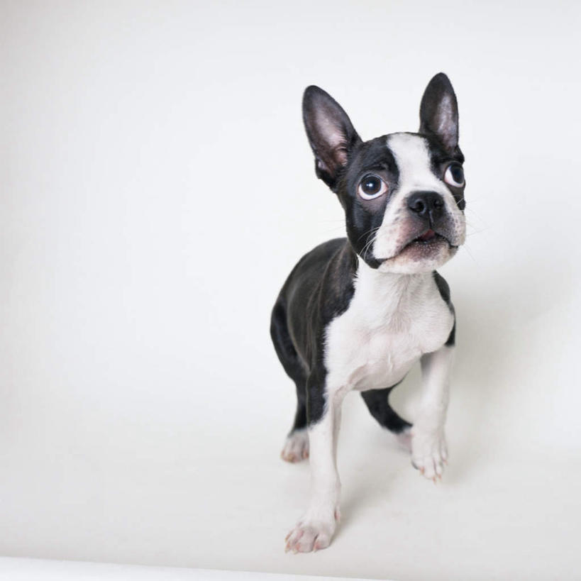 无人,站,方图,室内,特写,白天,白色背景,正面,宠物,狗,梗犬,注视,波士顿犬,一只,动物,观察,看,站着,可爱,摄影,影棚,观看,察看,关注,波士顿狗,忠诚,波士顿更,波士顿梗,波士顿梗犬,犬,抬头,仰头,站立,彩图,全身,影棚拍摄,拍摄