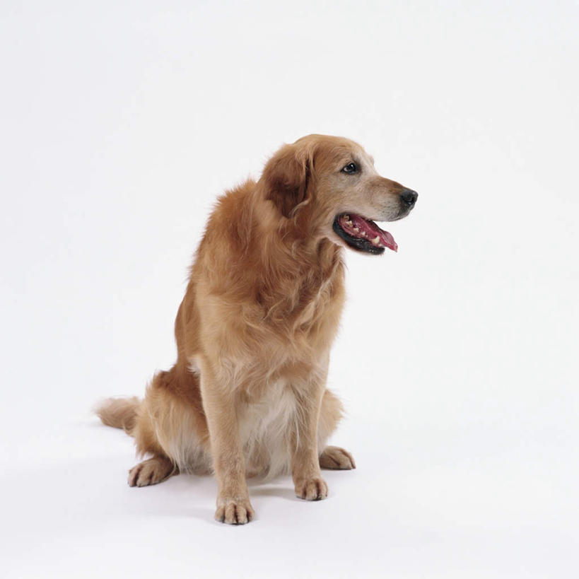 无人,坐,方图,室内,特写,白天,白色背景,正面,宠物,狗,注视,金毛犬,一只,动物,观察,看,张嘴,可爱,摄影,影棚,金毛,观看,察看,金毛猎犬,关注,寻回犬,张大嘴巴,金毛寻回犬,忠诚,金毛狗,金毛寻回狗,寻回狗,张开嘴,犬,坐着,彩图,全身,影棚拍摄,拍摄