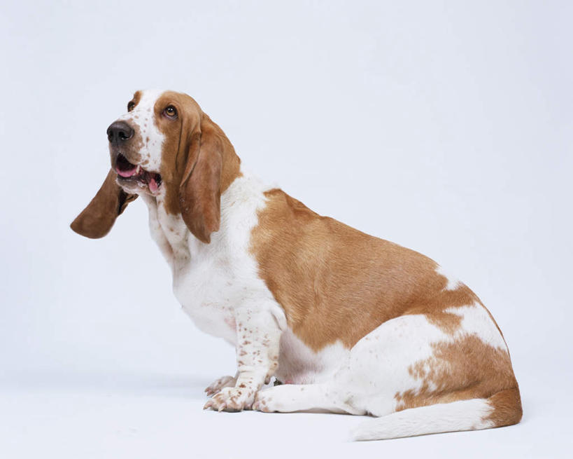 无人,横图,室内,特写,白天,白色背景,侧面,宠物,狗,注视,巴吉度猎犬,一只,动物,观察,看,趴着,张嘴,可爱,摄影,影棚,观看,察看,关注,张大嘴巴,忠诚,法国短脚猎犬,张开嘴,犬,趴,彩图,全身,影棚拍摄,拍摄