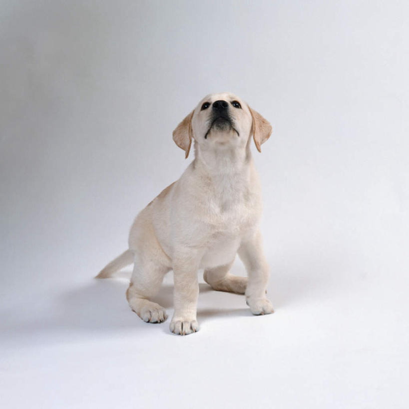 无人,坐,方图,室内,特写,白天,白色背景,侧面,宠物,狗,拉布拉多,注视,拉布拉多猎犬,一只,动物,观察,看,可爱,摄影,影棚,观看,察看,关注,拉布拉多犬,忠诚,犬,抬头,仰头,坐着,彩图,全身,影棚拍摄,拍摄