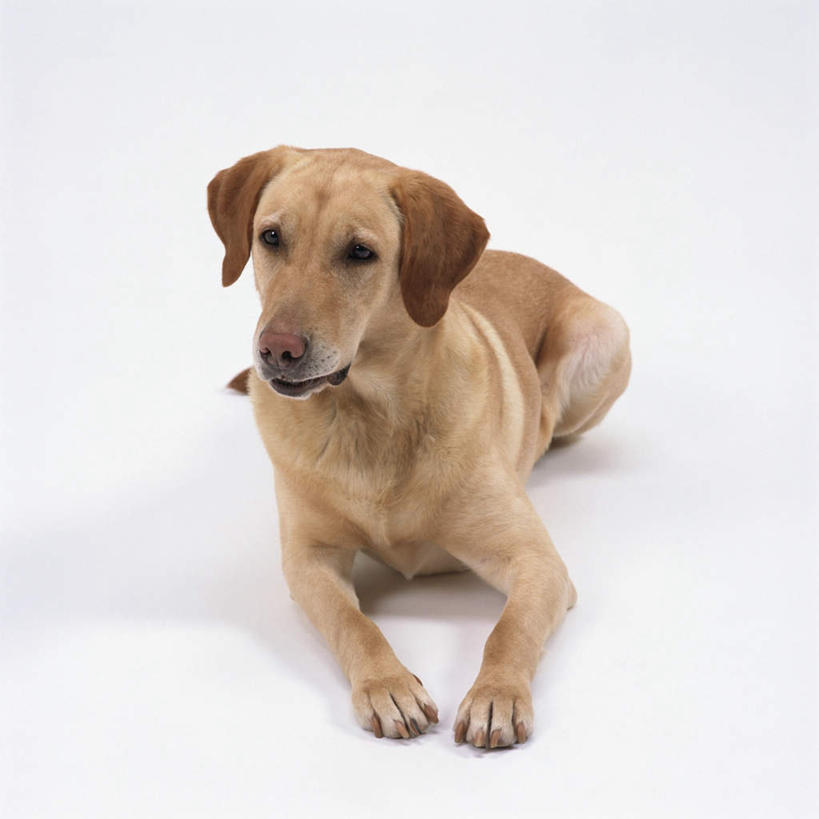 无人,方图,室内,特写,白天,白色背景,正面,宠物,狗,拉布拉多,注视,拉布拉多猎犬,一只,动物,观察,看,趴着,可爱,摄影,影棚,观看,察看,关注,拉布拉多犬,忠诚,犬,趴,彩图,全身,影棚拍摄,拍摄