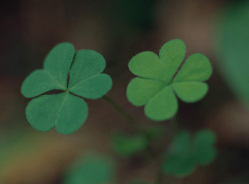 无人,横图,俯视,室外,特写,白天,爱情,旅游,度假,自由,幸福,草地,美景,植物,朦胧,模糊,景观,三叶草,娱乐,草,两个,绿色,自然,享受,休闲,景色,放松,希望,自然风光,和平,车轴草,苜蓿,统一,团结,彩图,高角度拍摄