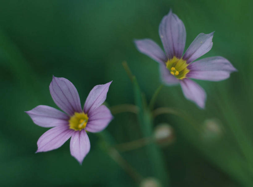 无人,横图,俯视,室外,特写,白天,旅游,度假,美景,叶子,朦胧,模糊,盛开,景观,绿叶,花蕾,娱乐,花,花瓣,花朵,鲜花,两朵,紫色,自然,花苞,花茎,花蕊,享受,休闲,嫩叶,景色,放松,自然风光,花梗,叶,叶片,彩图,高角度拍摄
