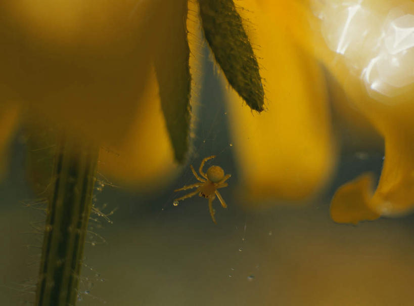 无人,横图,室外,特写,白天,正面,旅游,度假,美景,水,朦胧,模糊,盛开,蜘蛛,蜘蛛网,网,液体,景观,水滴,花蕾,娱乐,花,花瓣,花朵,鲜花,一只,黄色,绿色,自然,花苞,花茎,花蕊,享受,休闲,景色,放松,自然风光,花梗,彩图,全身