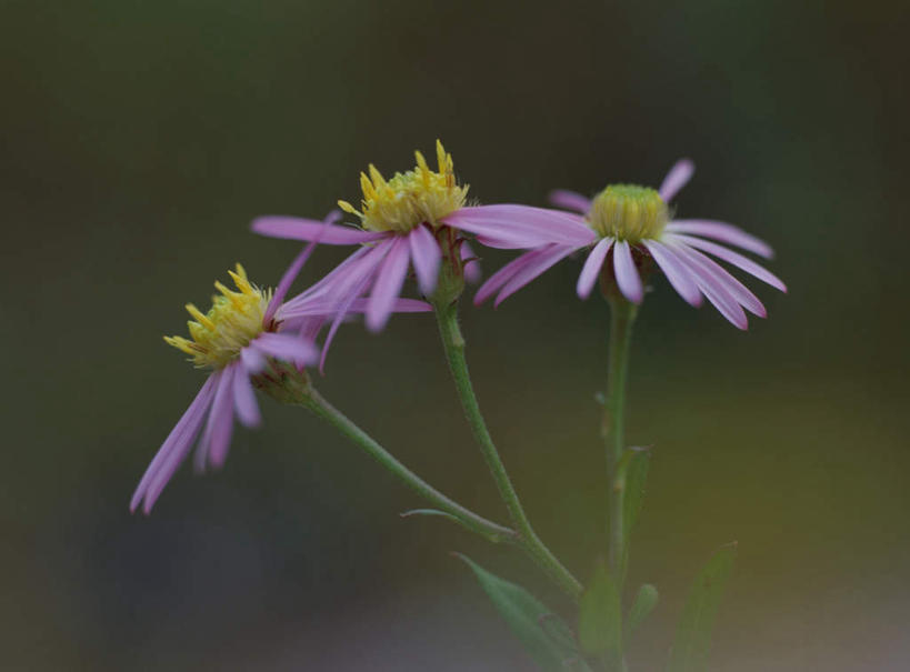 无人,横图,室外,特写,白天,正面,旅游,度假,美景,三朵,朦胧,模糊,盛开,景观,花蕾,娱乐,花,花瓣,花朵,鲜花,粉色,自然,花苞,花茎,花蕊,享受,休闲,景色,放松,自然风光,花梗,彩图